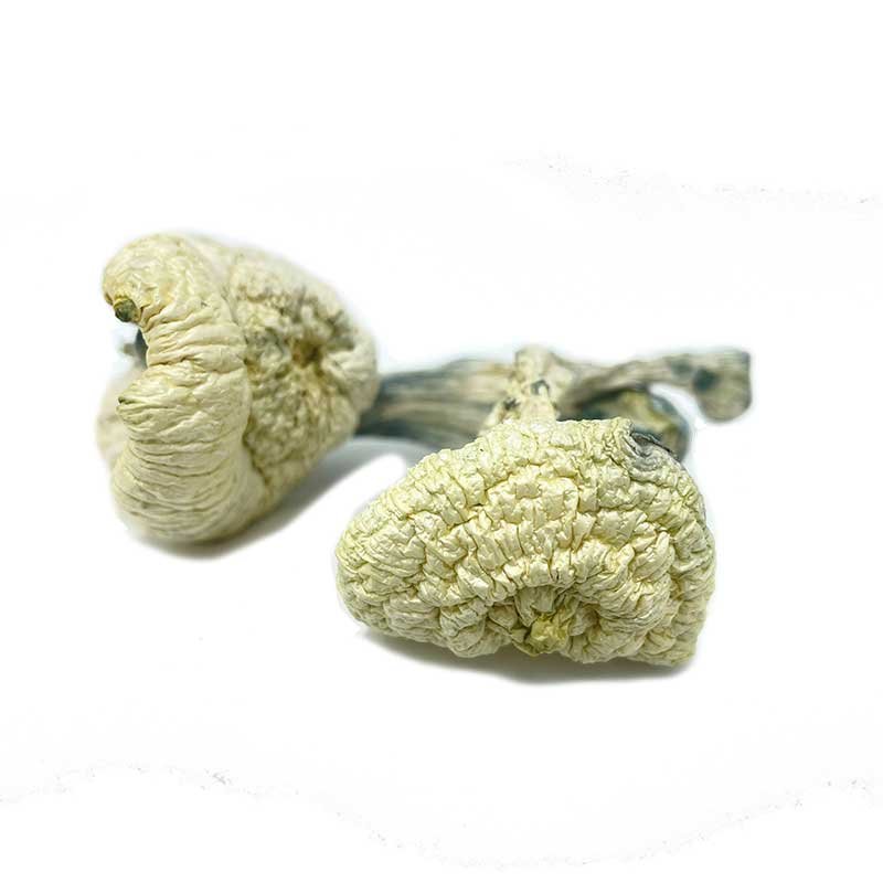 Shrooms Near Me Easy Way To Buy Mushrooms Online