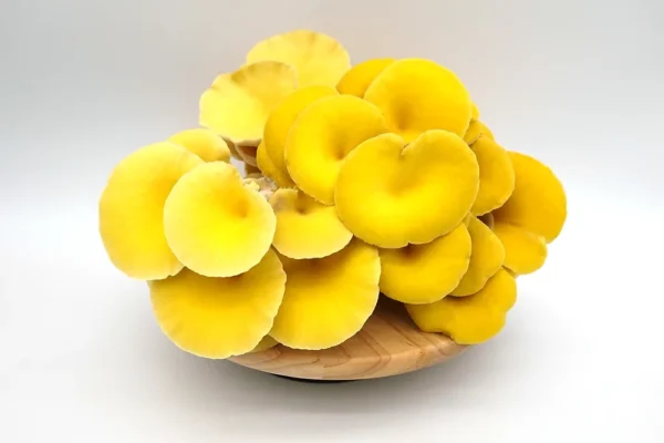 Golden Oyster Mushroom
