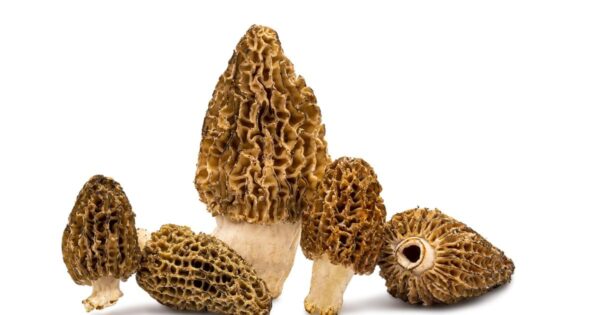 Morchella Mushrooms